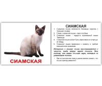 Набор *Породы кошек* с фактами (мини карточки) на украинском языке